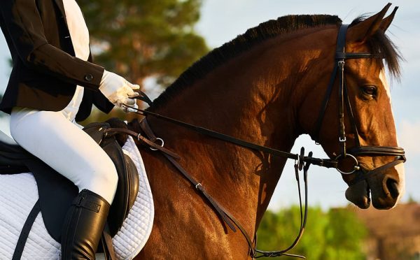 乗馬初心者でも楽しめる！馬術観戦のポイント＆競技会に出場する際の準備のイメージ