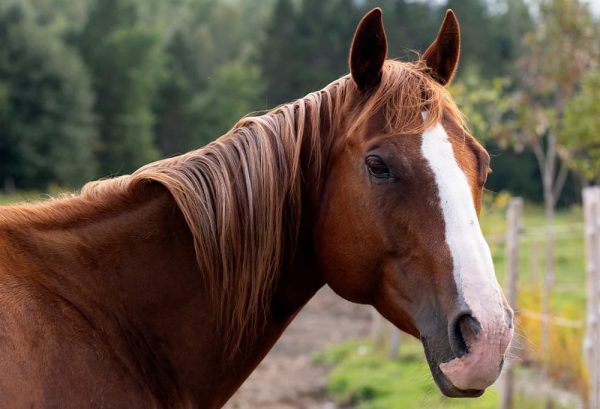 乗馬愛好家の夢！馬を飼う・馬と暮らすために必要なもののイメージ