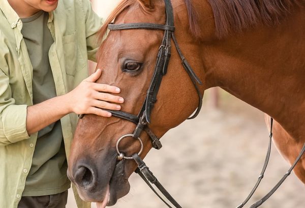 馬アレルギーとは？気になる症状と対処法のイメージ