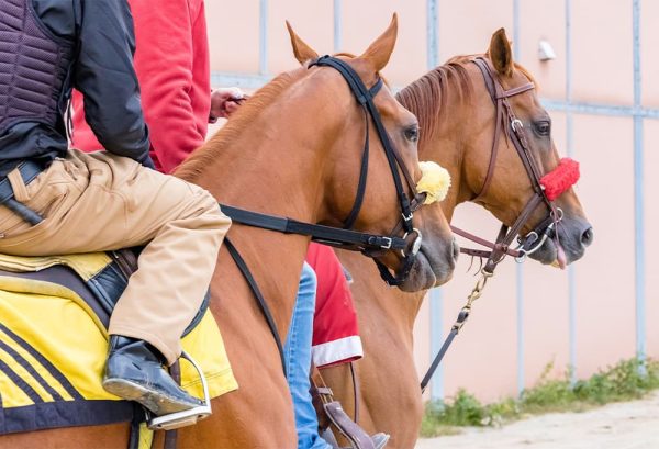 乗馬の上達への近道！？初心者にも分かりやすい、上達のコツやポイントを紹介のイメージ