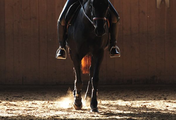 今日から乗馬を始めよう！馬の基本的な乗り方のイメージ