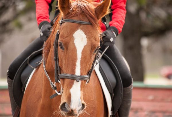 乗馬の上達への近道！？初心者にも分かりやすい、上達のコツやポイントを紹介のイメージ