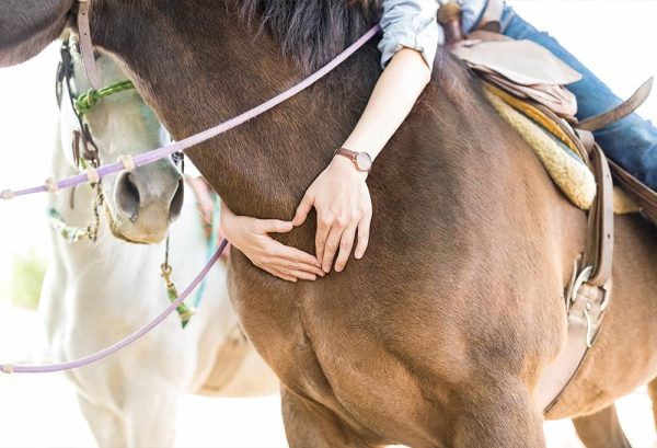 乗馬の上達への近道！？初心者にも分かりやすい、上達のコツやポイントを紹介のイメージ