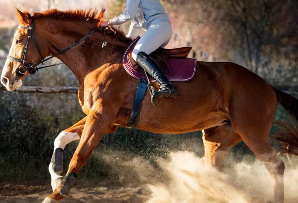 乗馬のあとの筋肉痛の原因は？乗馬で使う筋肉を解説！のイメージ