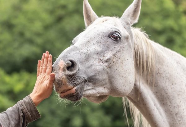 乗馬の上達への近道！？初心者にも分かりやすい、上達のコツやポイントを紹介のイメージ