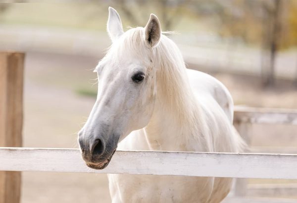 今日から乗馬を始めよう！馬の基本的な乗り方のイメージ