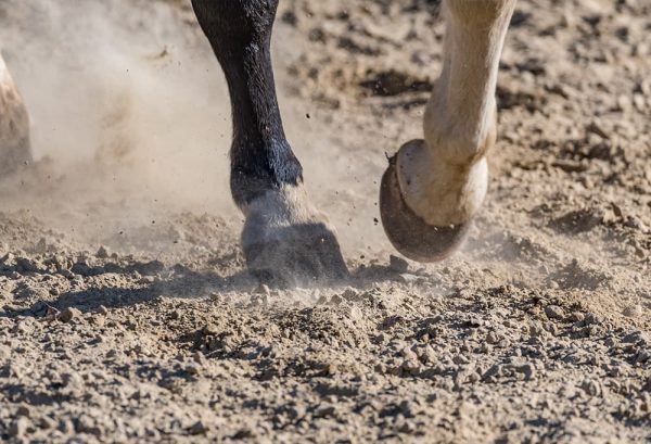 乗馬の上達への近道！？初心者にも分かりやすい、上達のコツやポイントを紹介のイメージ