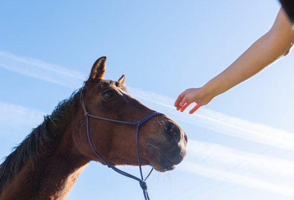 乗馬のあとの筋肉痛の原因は？乗馬で使う筋肉を解説！のイメージ