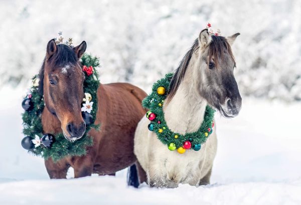 乗馬に最適な季節はいつ？乗馬を快適に楽しもうのイメージ