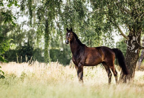 しっかり虫対策をして、快適に乗馬を楽しむ方法のイメージ