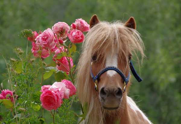 乗馬に最適な季節はいつ？乗馬を快適に楽しもうのイメージ