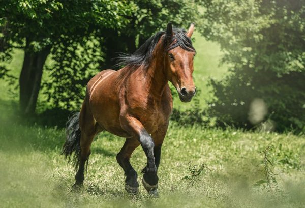 乗馬に最適な季節はいつ？乗馬を快適に楽しもうのイメージ