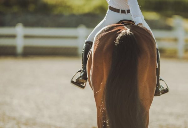 しっかり虫対策をして、快適に乗馬を楽しむ方法のイメージ