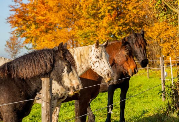 乗馬に最適な季節はいつ？乗馬を快適に楽しもうのイメージ