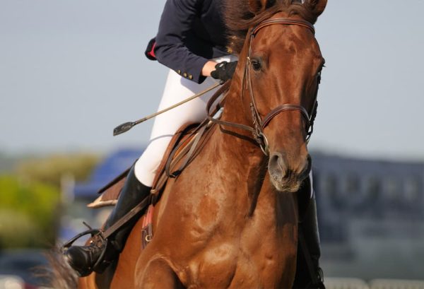 小学生が参加できる乗馬大会をご紹介!のイメージ