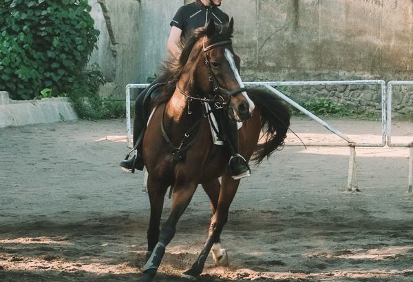 小学生が参加できる乗馬大会をご紹介!のイメージ