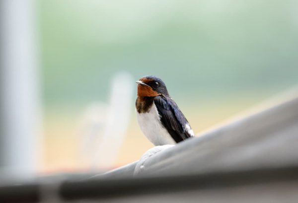 馬場馬術の魅力のひとつ。憧れの燕尾服について詳しく解説のイメージ