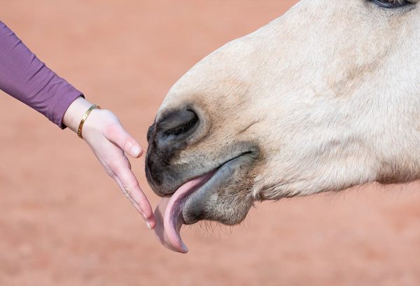 乗馬をするときにネイルをしていくのはOK？のイメージ
